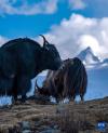 牦牛在萨普雪山脚下的草场上吃草（10月28日摄）。新华社记者 孙非 摄