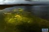 11月17日拍摄的哲古湖（无人机照片）。新华网 旦增努布 摄
