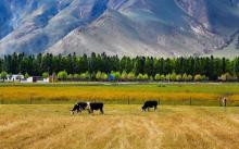 北大荒西藏稻谷保障基地1.2万吨储备新稻全部到位