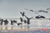 12月28日晨，西藏拉萨林周县黑颈鹤保护区内，黑颈鹤觅食、嬉戏。拉萨北部的林周县平均海拔约4200米，是黑颈鹤的主要越冬地之一。中新社记者 贡嘎来松 摄