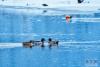 在扎塘鲁错湖面栖息的野鸭（1月3日摄）。新华网发 姚力 摄